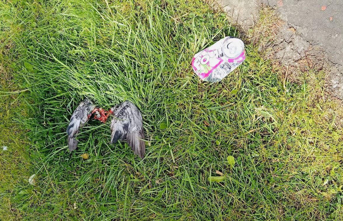 REMAINS: There wasn't much left of the pigeon
