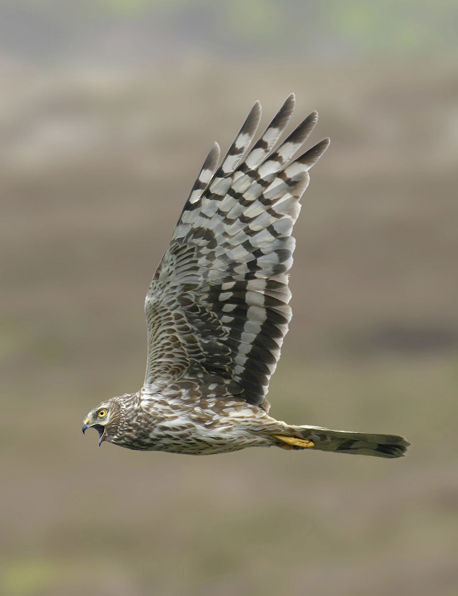 A beautiful hen harrier