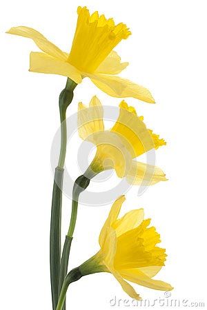 Daffodil flowers 28581611