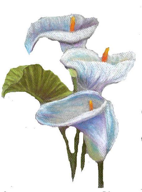 Lillies 1
