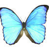 Square blue butterfly