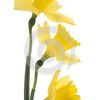 Square daffodil flowers 28581611