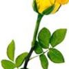 Square yellow rose logo