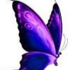 Square butterfly purple