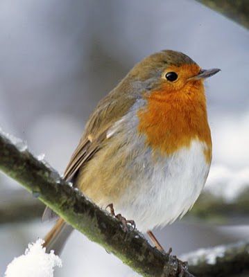 Robin red breast 