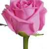 Square pink rose