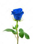 Blue rose logo