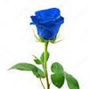 Square blue rose logo