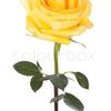 Square single yellow rose