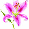 Square pink lily1