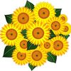 Square sunflowers