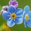 Square forget me not flowers