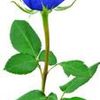 Square blue rose