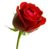Square red rose