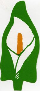 Irish easter lily