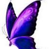 Square butterfly purple 1