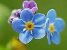 Forget me not flowers