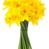 Square daffodils 