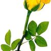 Square yellow rose logo