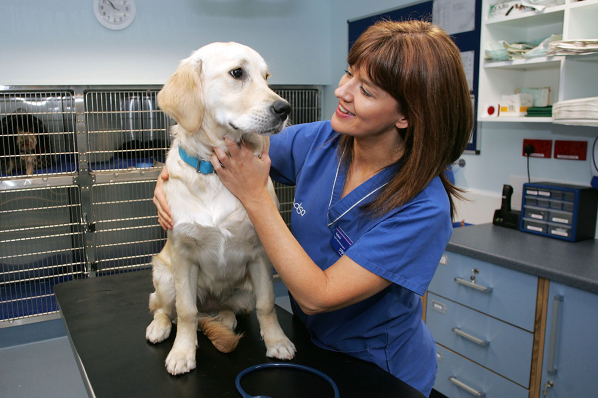 Treating pets as sick as dogs