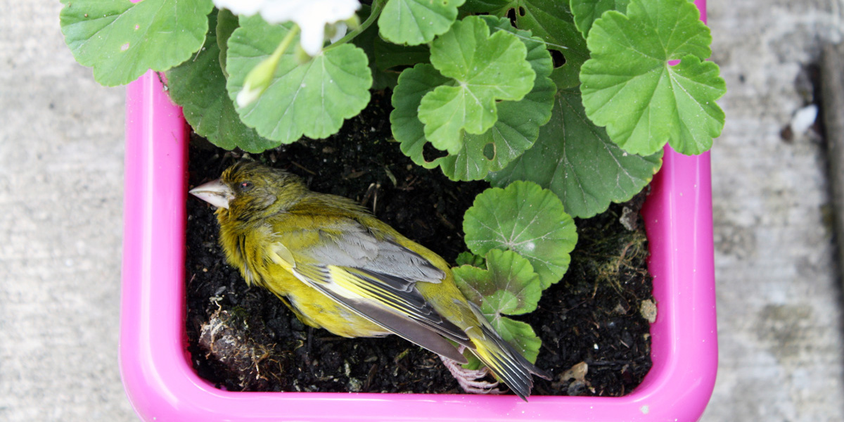 The greenfinch dead in a flowerpot