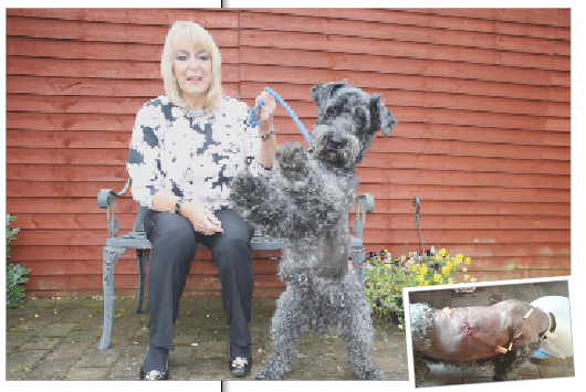 Sally with a recovering Darcy and, inset, the Kerry Blue after it was attacked in Castle Gardens