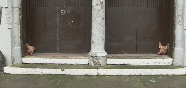 The pigs’ heads were placed at the double front doors of the disused St Luke’s church in Northumberland Street 