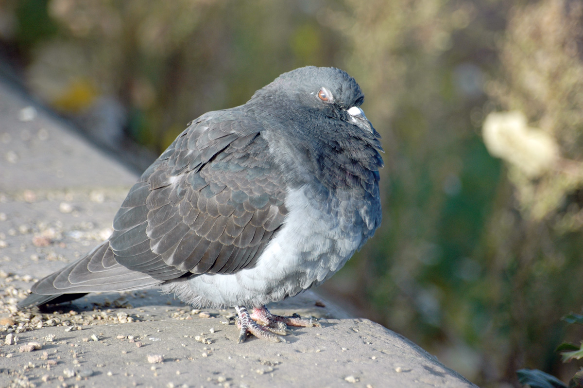 One of the two surviving pigeons that thrive on Dúlra’s bounty – until the sparrowhawk inevitably intervenes