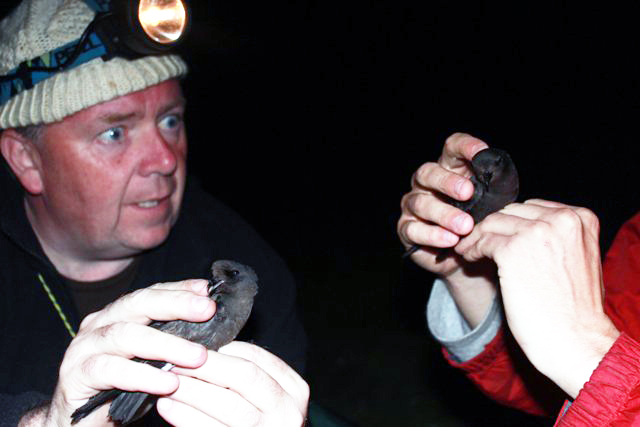 In the dead of night, Aidan Crean prepares to ring a storm petrel
