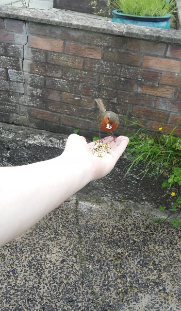 MOMENT OF TRIUMPH: The robin feeds out of Dúlra’s hand