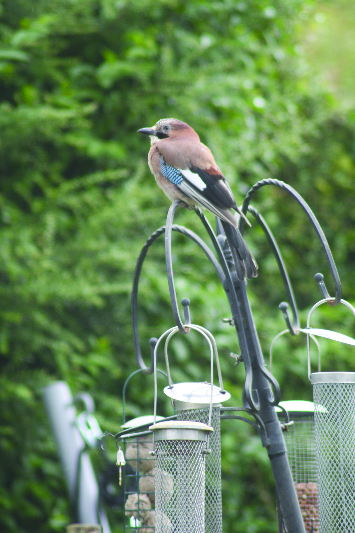 GUEST OF HONOUR: The beautiful jay perches on Dúlra feeders and surveys the territory
