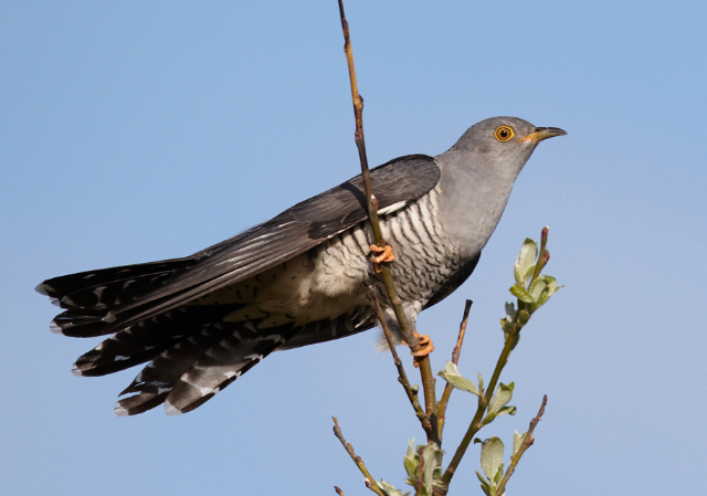 GONE?: The cuckoo has not been heard around Hannahstown for three years