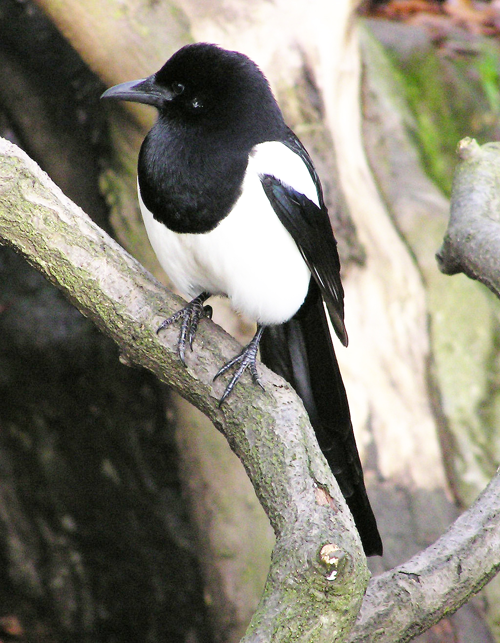 COMMON: The magpie is ever present in gardens in Belfast\n\n