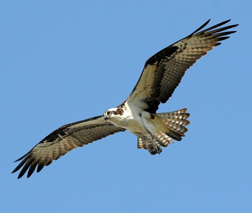 MAJESTIC: Could the osprey be a familiar sight over the Belfast Hills?
