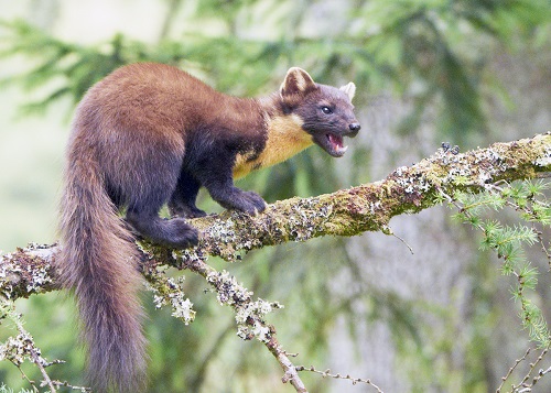 Return of the native as a pine martin is spotted