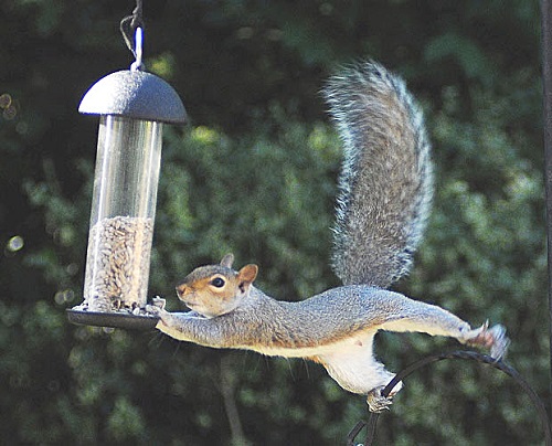 WARNING: Look out for these tricky customers attacking your bird feeder if the snow comes