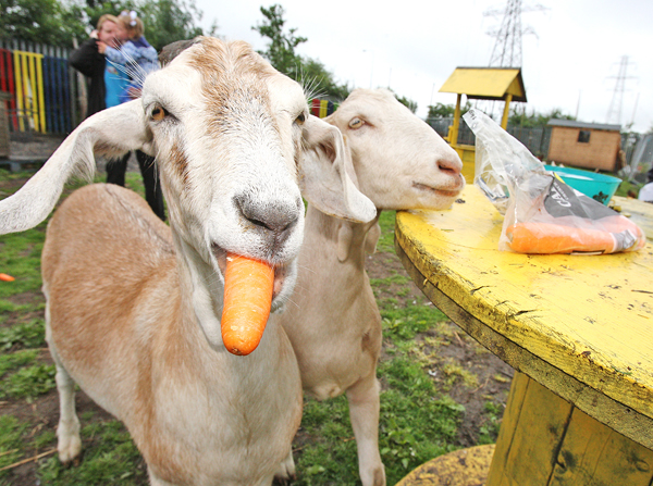 Toat and Chip enjoying a munch at St James\' Farm
