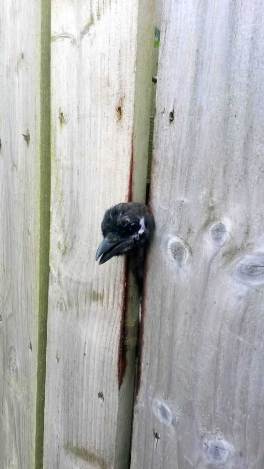 DON’T FENCE ME IN: The magpie with his head stuck between two planks