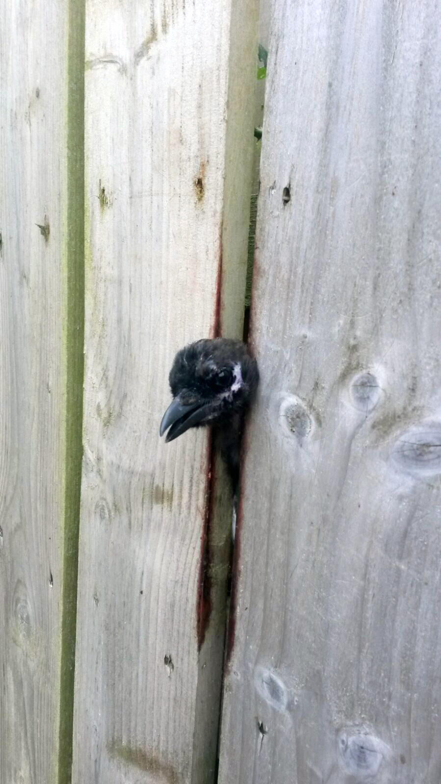 DON’T FENCE ME IN: The magpie with his head stuck between two planks