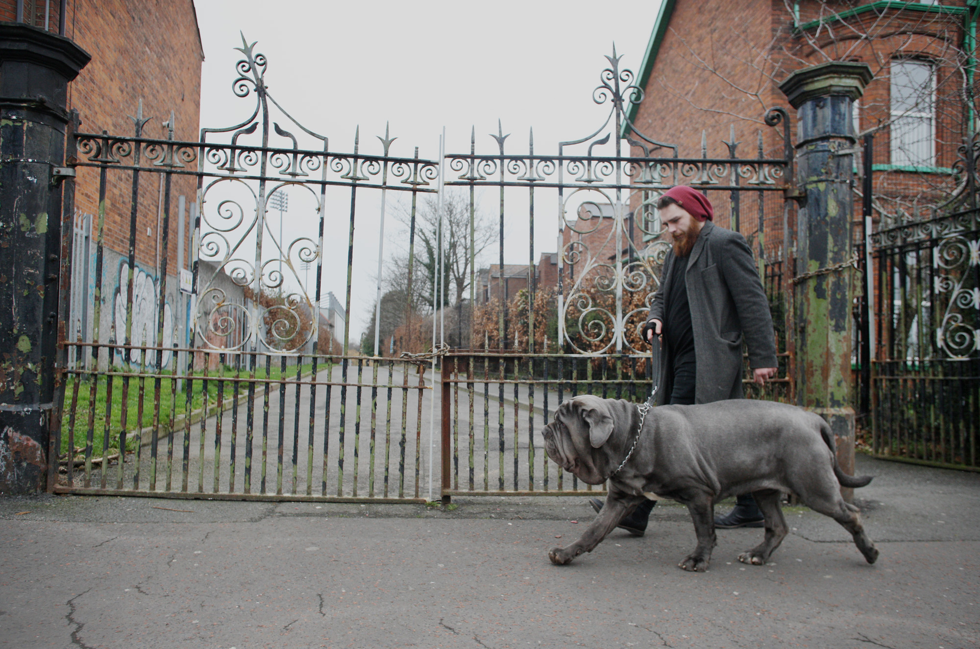 A stroll around the Waterworks for this Neapolitan mastiff will make her day