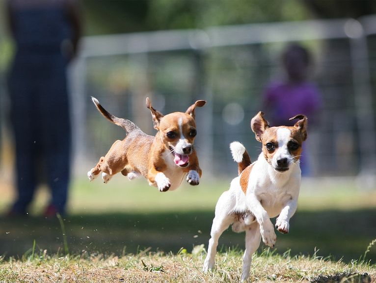 Charlie and Buddy enjoying a run in the Falls Park during yesterday\'s fine weather – they\'ll be stuck indoors today as a yellow rain warning is in place\n\n