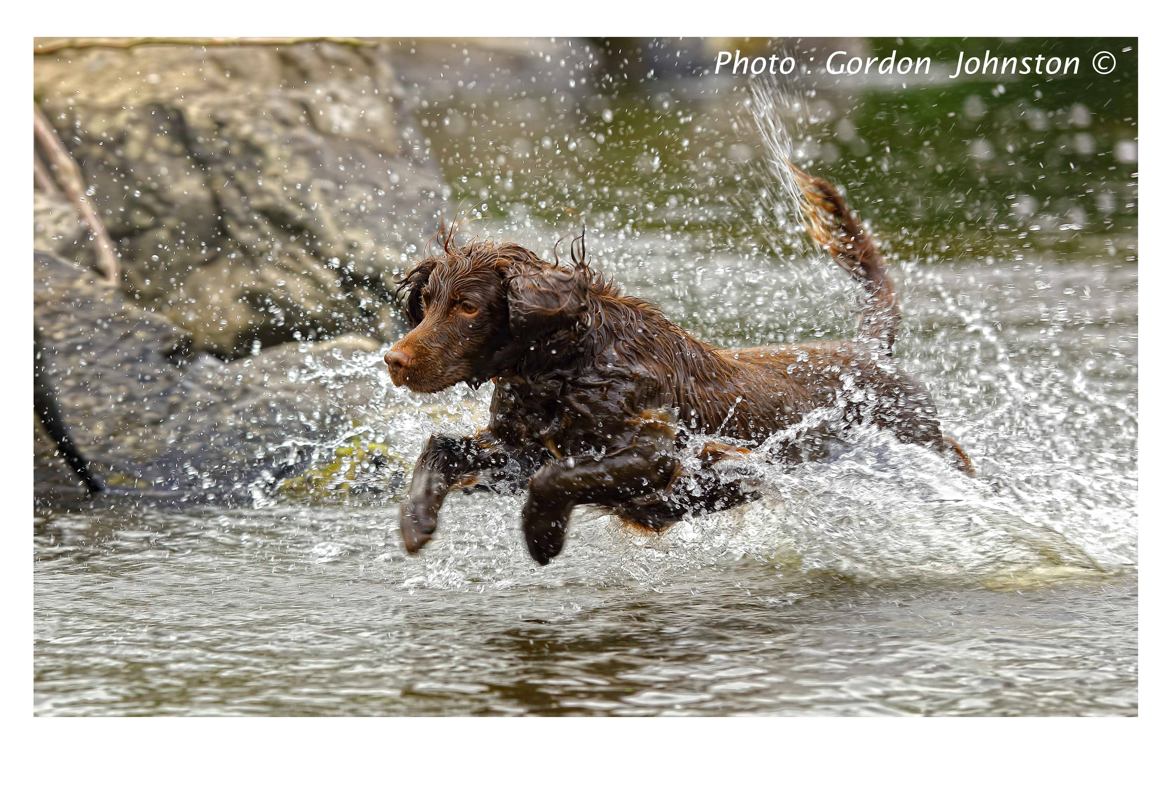 IT’S A DOG’S LIFE: Splashing in the River Lagan