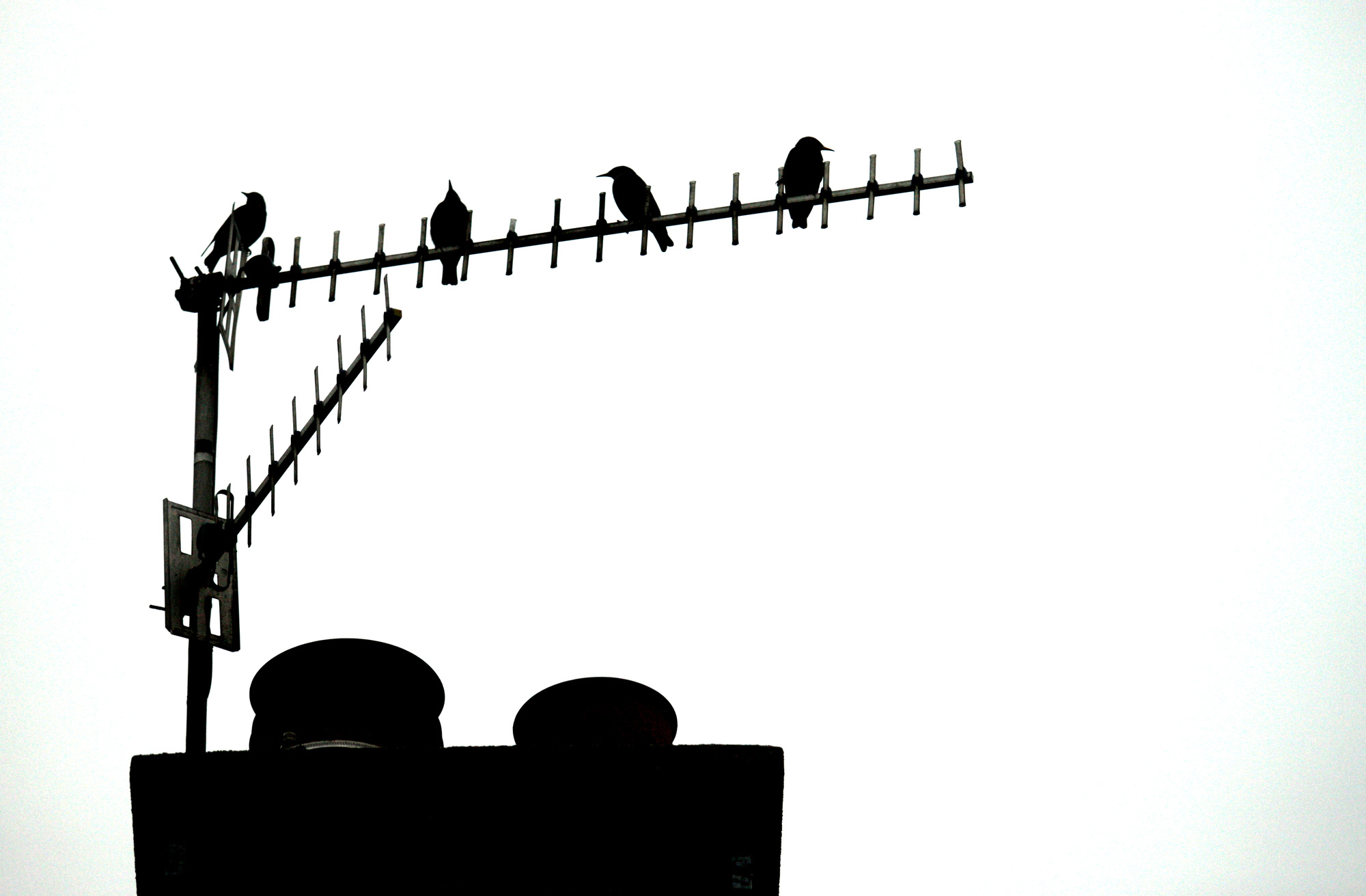 Starlings perch on a Springfield Road antenna. Starlings from northern Europe join our own birds in winter, so watch out for particularly large flocks over the next few weeks