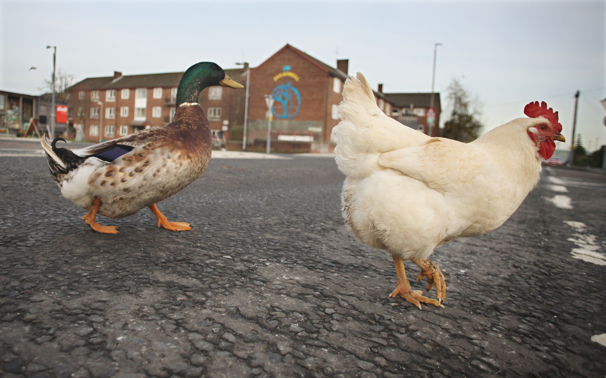Why did the chicken cross the road? To duck up the side streets, of course. Puddle Duck and Chloe out for their daily dander in Skegoneill Avenue. Chloe is kept by a local family and has struck up an unlikely friendship with the male mallard
