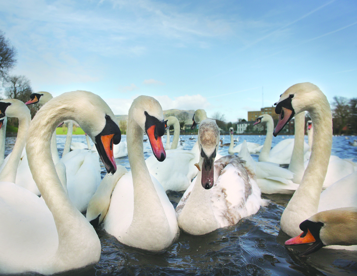 A young female swan is assisted by adult swans in the Waterworks