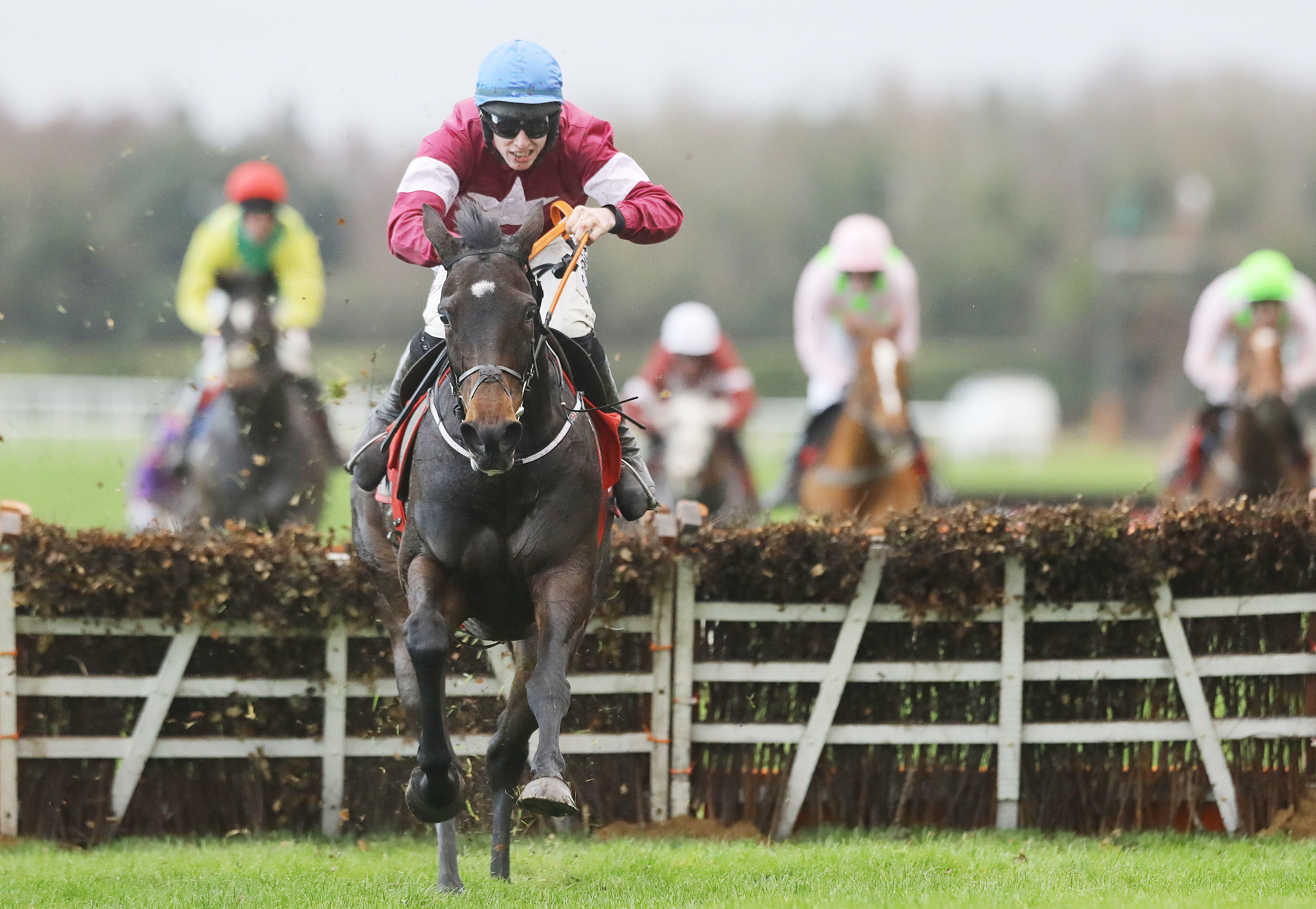 Apples Jade is a warm favourite  for the Champion Hurdle with Sean Graham Bookmakers
