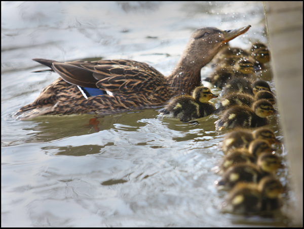 Ducklings feed from the walled pond in the Antrim Road\'s Waterworks