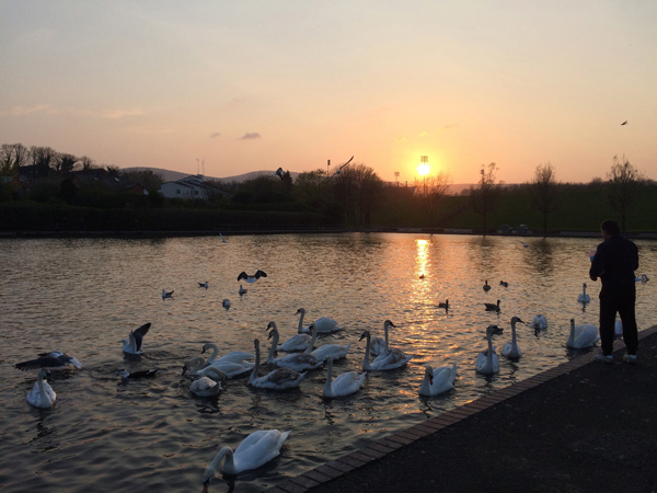 A lone figure feeds the swans as dusk descended on the Waterworks last night
