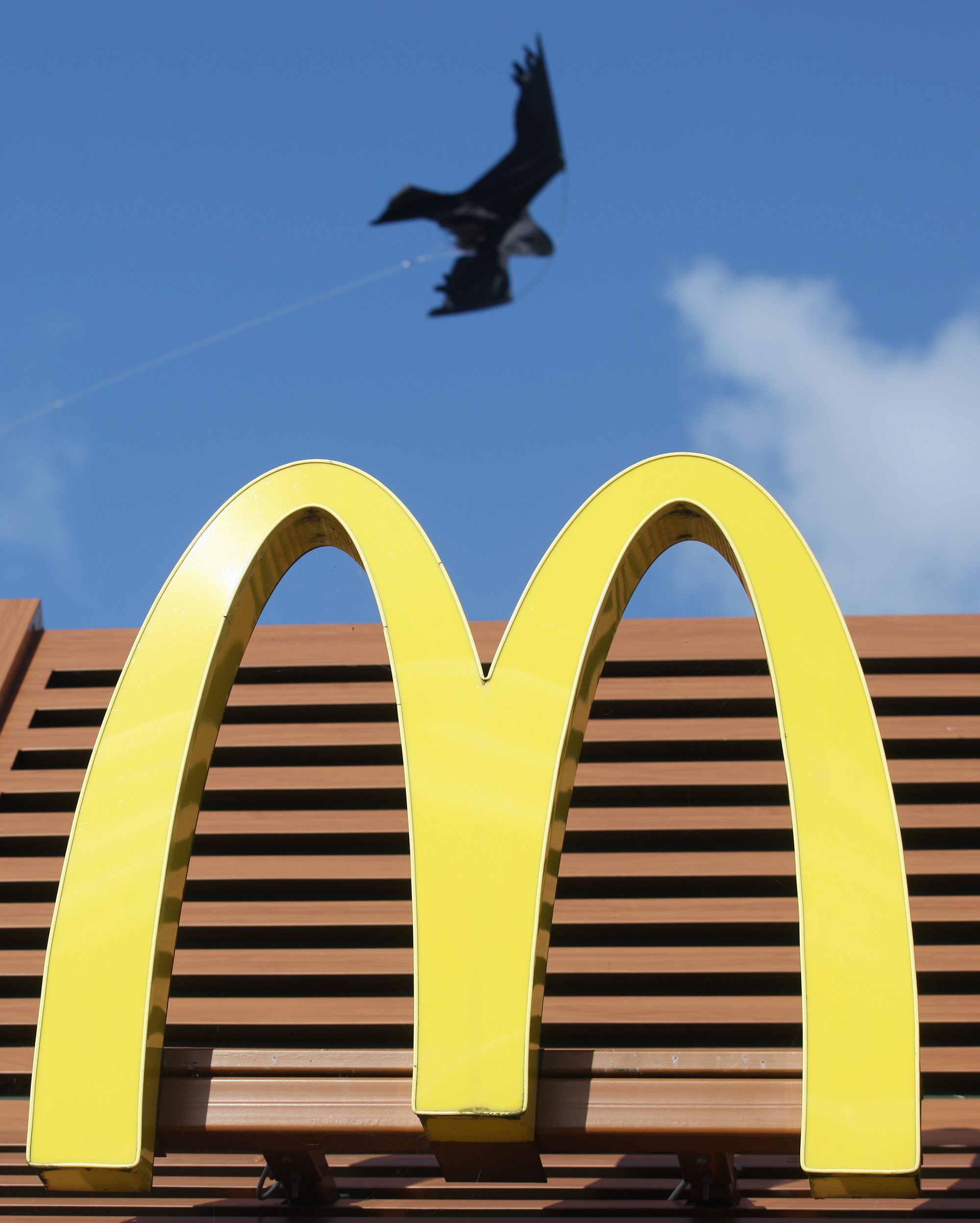 One of the fake hawks soars above the famous golden arches at Westwood