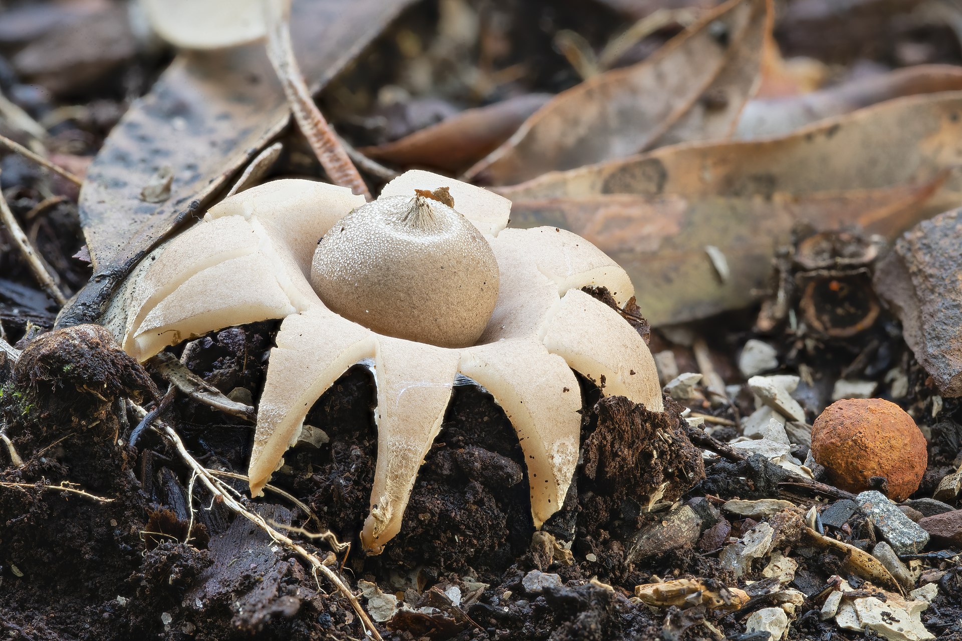 CYCLE OF NATURE: The incredible earthstar